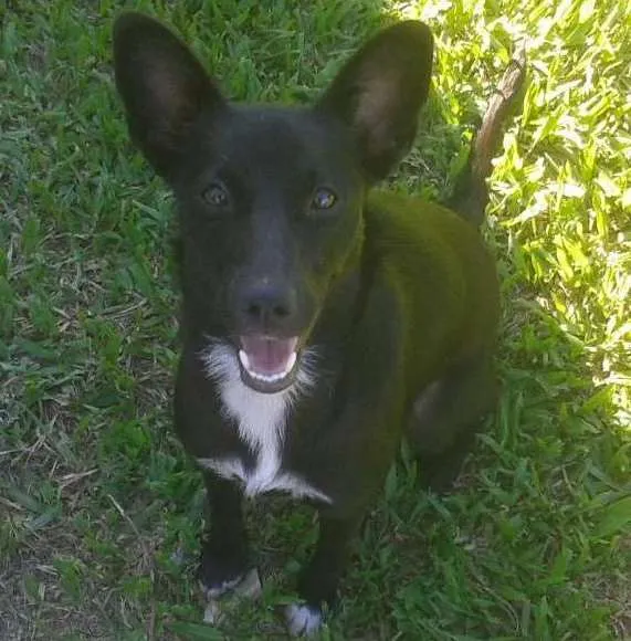 Cachorro ra a sem  idade 7 a 11 meses nome Cacau