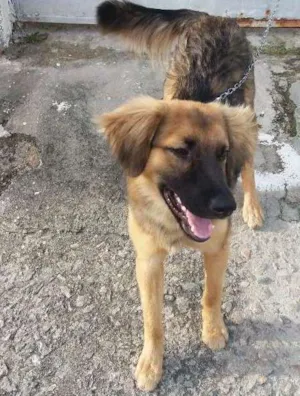 Cachorro raça  idade 7 a 11 meses nome Ducky