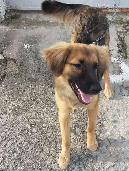 Cachorro ra a  idade 7 a 11 meses nome Ducky