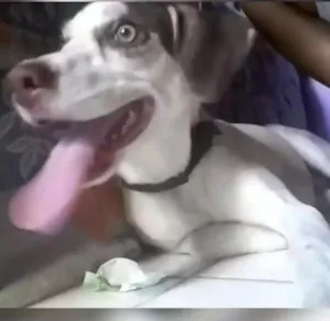Cachorro raça Vira lata idade 2 a 6 meses nome Bela