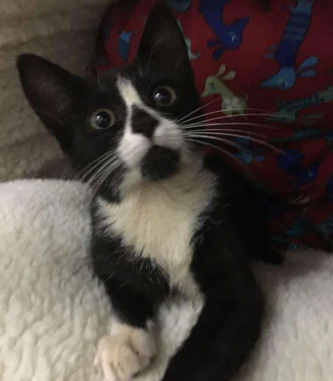 Gato ra a SRD idade 2 a 6 meses nome Jasmine