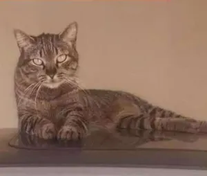 Gato raça Srd idade 6 ou mais anos nome Bichana