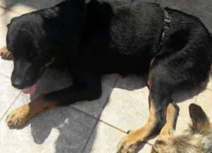 Cachorro raça Rottweiler idade 4 anos nome Thor