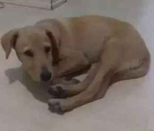 Cachorro raça Parece Labrador idade 2 a 6 meses nome Não Tem