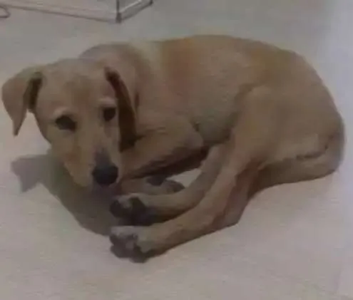 Cachorro ra a Parece Labrador idade 2 a 6 meses nome Não Tem