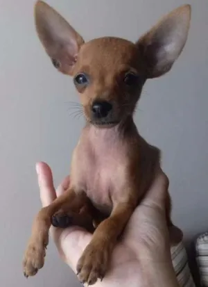 Cachorro raça Pinscher idade 2 a 6 meses nome Duda