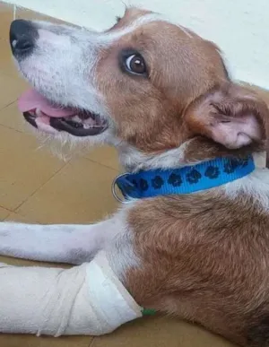 Cachorro raça Sem raça definida idade 2 anos nome Ozzy