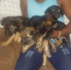 Cachorro raça Sem Pedigree idade 2 a 6 meses nome Sem nomes