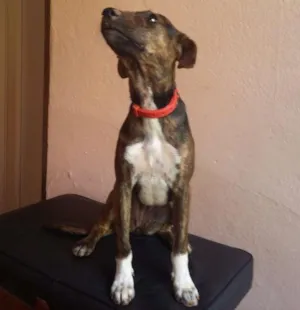 Cachorro raça Sdr idade 2 a 6 meses nome Vênus 