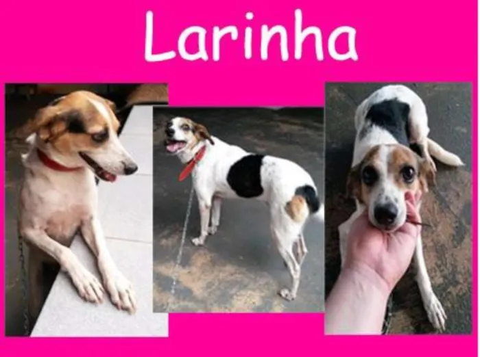 Cachorro ra a Sem raça definida idade 6 ou mais anos nome Larinha