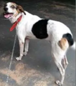 Cachorro raça Sem raça definida idade 6 ou mais anos nome Larinha