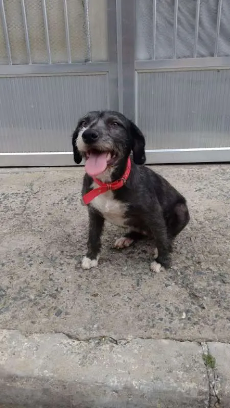Cachorro ra a SRD idade 4 anos nome Pepe