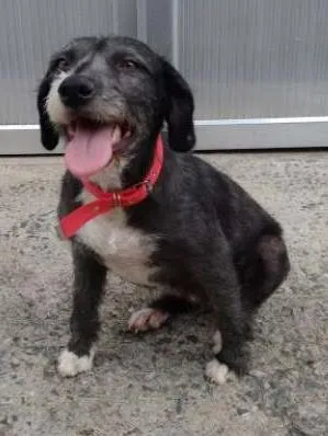 Cachorro ra a SRD idade 4 anos nome Pepe