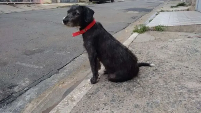 Cachorro ra a SRD idade 4 anos nome Pepe