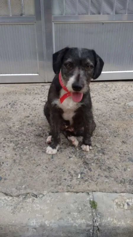Cachorro ra a SRD idade 4 anos nome Pepe