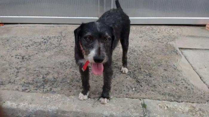 Cachorro ra a SRD idade 4 anos nome Pepe