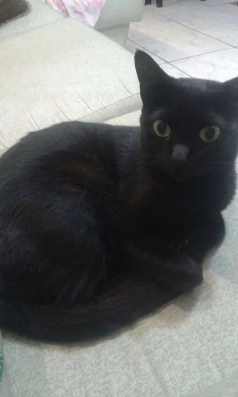 Gato ra a SRD idade 1 ano nome Frida