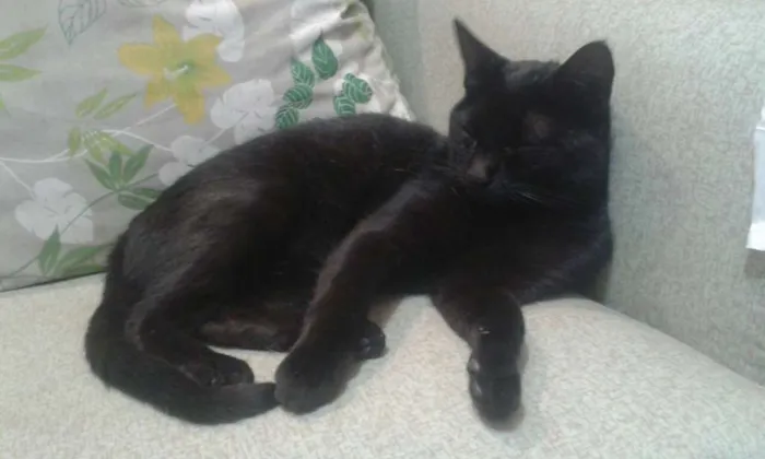Gato ra a SRD idade 1 ano nome Frida
