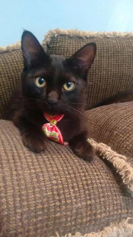Gato ra a SRD idade 2 a 6 meses nome Pepe