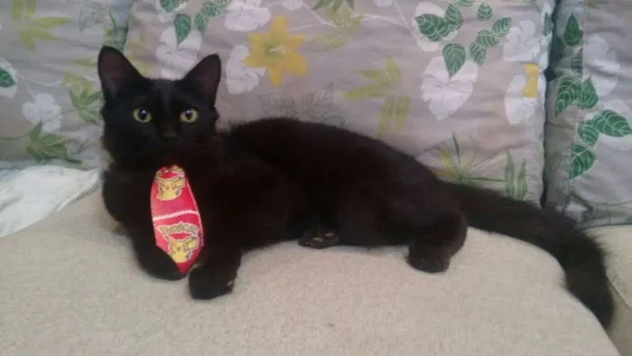 Gato ra a SRD idade 2 a 6 meses nome Pepe