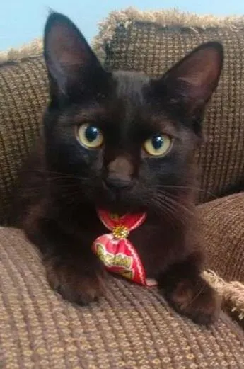 Gato ra a SRD idade 2 a 6 meses nome Pepe