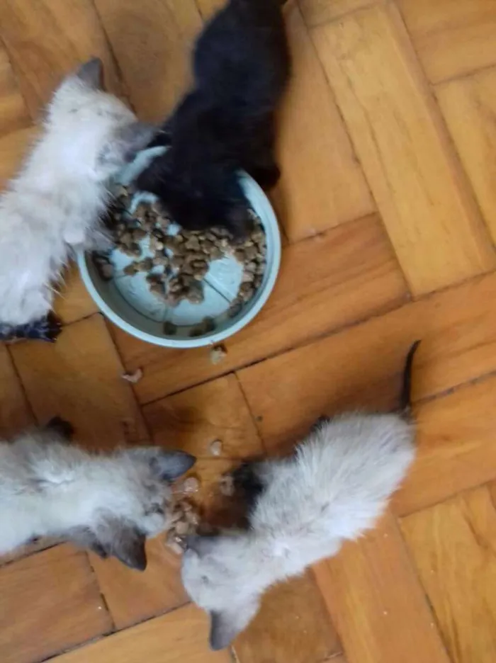 Gato ra a Srd idade 2 a 6 meses nome Gato mistiço siamês