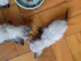 Gato mistiço siamês