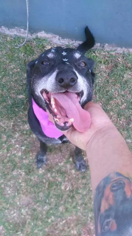 Cachorro raça srd idade 6 ou mais anos nome Charlote