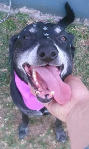 Cachorro raça srd idade 6 ou mais anos nome Charlote