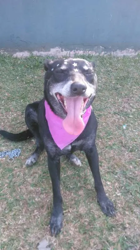 Cachorro raça srd idade 6 ou mais anos nome Charlote