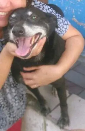 Cachorro raça srd idade 6 ou mais anos nome Charlote
