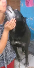 Cachorro raça srd idade 6 ou mais anos nome Charlote