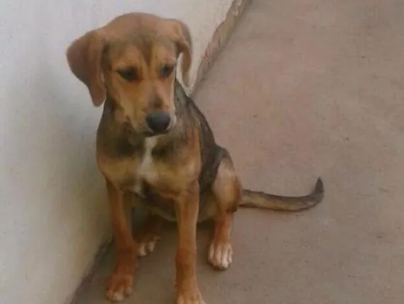 Cachorro ra a Beagle e Pastor alemão idade 7 a 11 meses nome Nenem