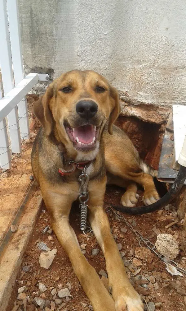 Cachorro ra a Beagle e Pastor alemão idade 7 a 11 meses nome Nenem