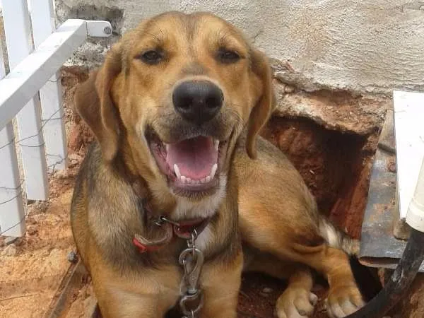 Cachorro ra a Beagle e Pastor alemão idade 7 a 11 meses nome Nenem