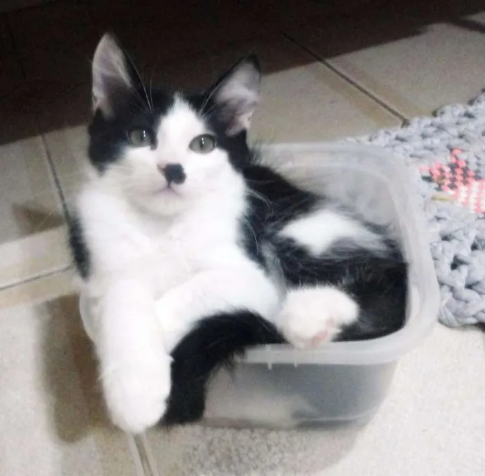 Gato ra a SRD idade 2 a 6 meses nome Tyler