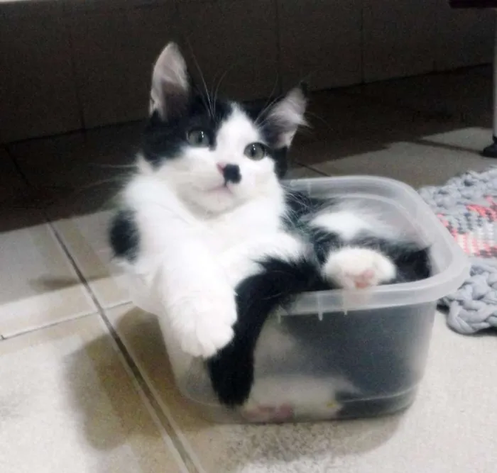 Gato ra a SRD idade 2 a 6 meses nome Tyler