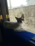 Mingau
