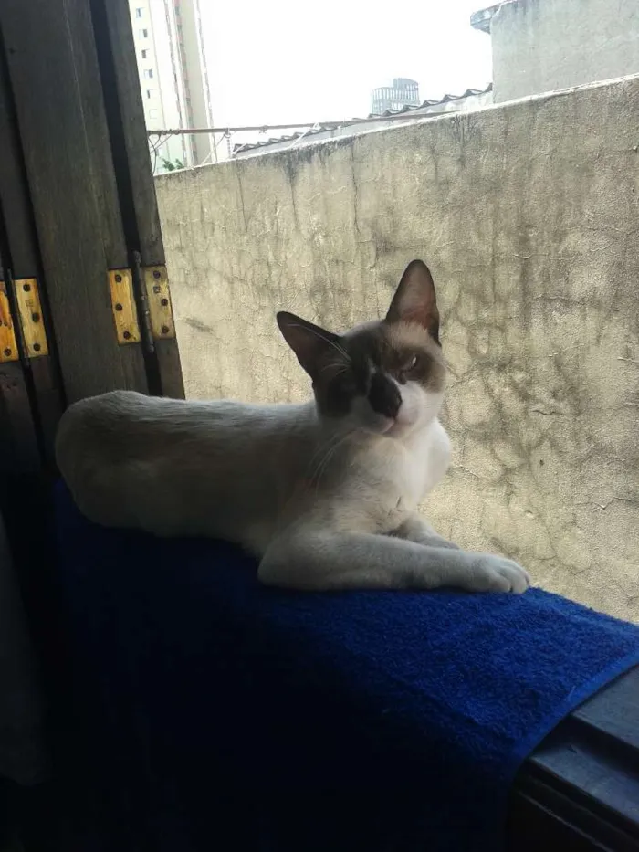 Gato ra a Srd idade 1 ano nome Mingau