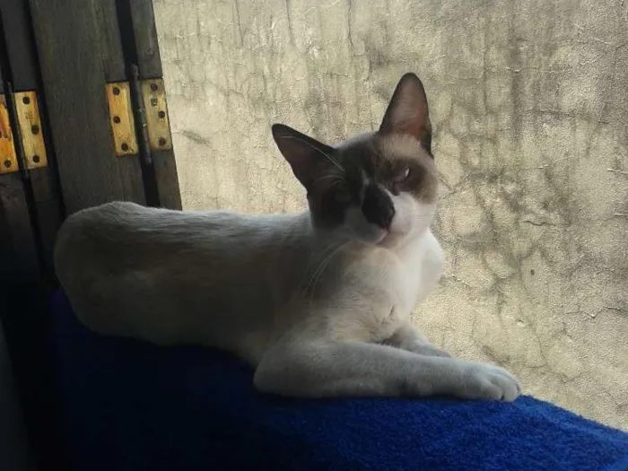 Gato ra a Srd idade 1 ano nome Mingau
