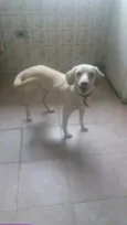 Lilico