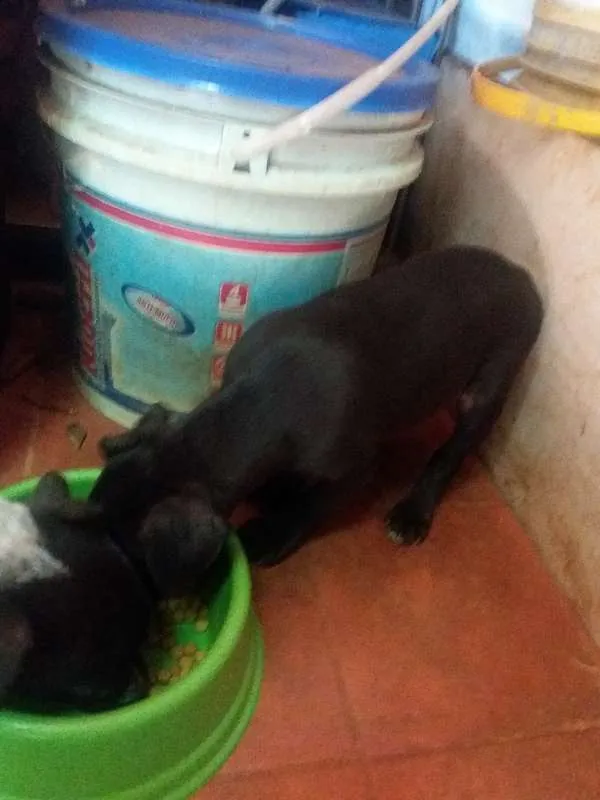 Cachorro ra a Vira lata idade Abaixo de 2 meses nome Sem nome