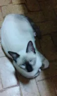 Floquinho