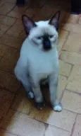 Floquinho