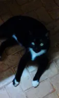 Negão