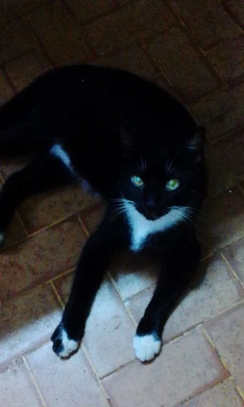 Gato raça RND idade 7 a 11 meses nome Negão