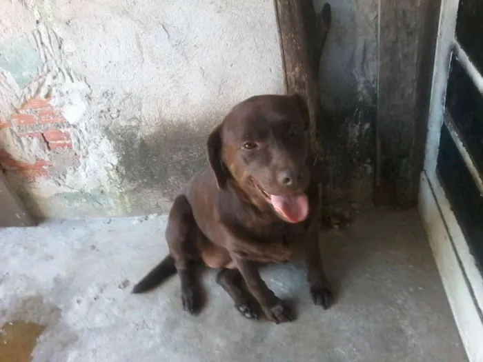 Cachorro ra a Lavradora idade 5 anos nome Totó