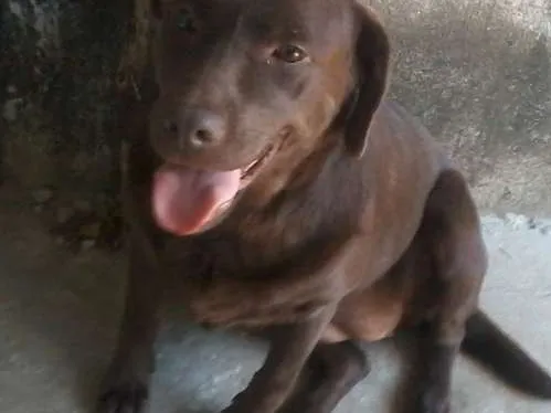 Cachorro ra a Lavradora idade 5 anos nome Totó