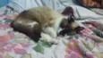 Mimi
