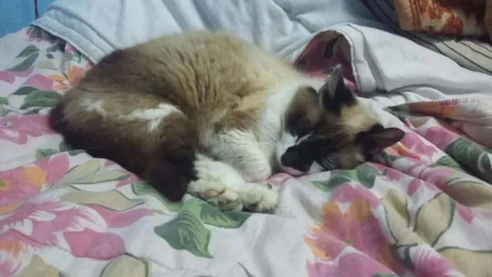 Gato ra a Raça não identificada idade 6 ou mais anos nome Mimi